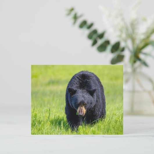 Wilder Schwarzbär in Nordamerika Postkarte (Stehend Vorderseite)