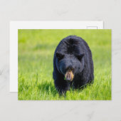 Wilder Schwarzbär in Nordamerika Postkarte (Vorne/Hinten)