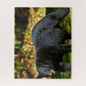 Wilder Schwarzbär. Puzzle (Vertikal)