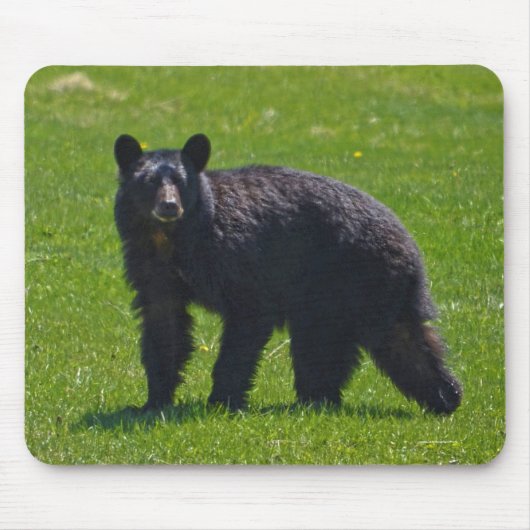 Wilder Schwarzer Bär und Gras Wildlife Foto Mousepad (Vorne)