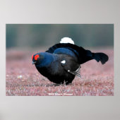 Wilder Schwarzer Grouse Poster (Vorne)