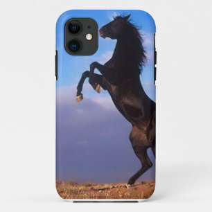 Wilder schwarzer Stallion, der Pferd züchtet iPhone 11 Hülle
