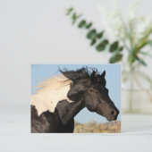 Wilder Stallion Postcard Postkarte (Stehend Vorderseite)