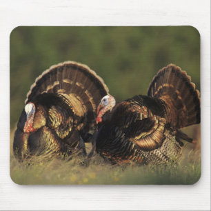 Wilder Truthahn, Meleagris gallopavo, Männchen Mousepad