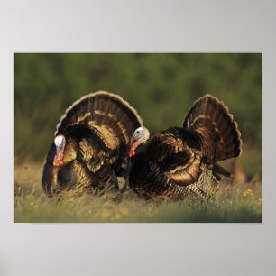 Wilder Truthahn, Meleagris gallopavo, Männchen Poster