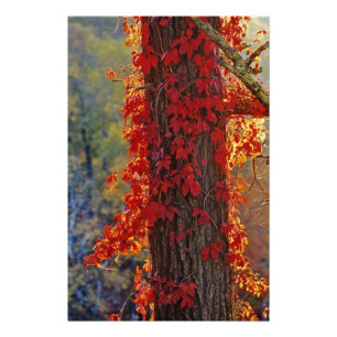 Wilder Wein leuchtend rot im Herbst bei Fotodruck