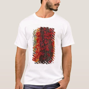 Wilder Wein leuchtend rot im Herbst bei T-Shirt