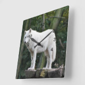 Wilder weißer Wolf Quadratische Wanduhr (Winkel)