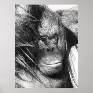 Wilder Wind hat Orangutan in Schwarz und Weiß gefe Poster