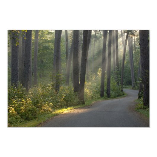 Wilderness Drive, Itasca Staat Park, Fotodruck (Vorne)