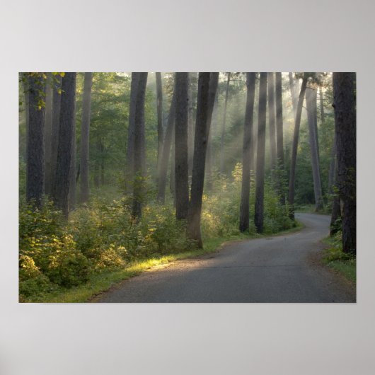 Wilderness Drive, Itasca Staat Park, Poster (Vorne)