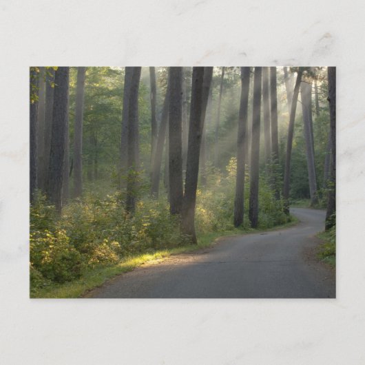 Wilderness Drive, Itasca Staat Park, Postkarte (Vorderseite)