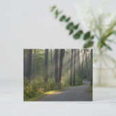 Wilderness Drive, Itasca Staat Park, Postkarte (Stehend Vorderseite)