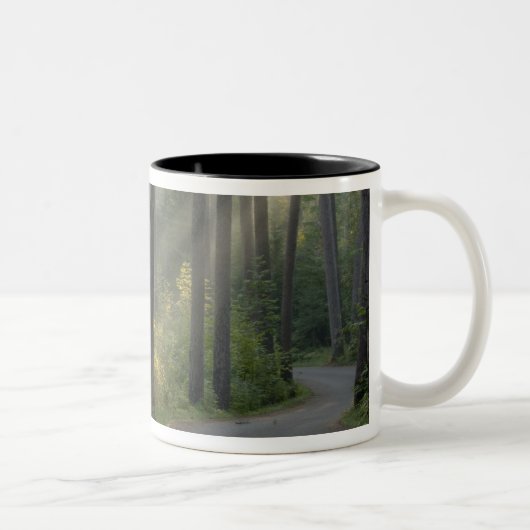 Wilderness Drive, Itasca Staat Park, Zweifarbige Tasse (Rechts)