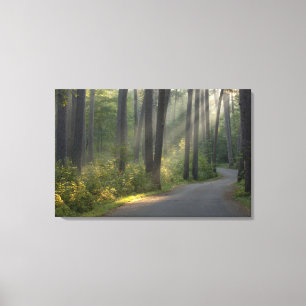 Wilderness Drive, Itasca State Park, Leinwanddruck