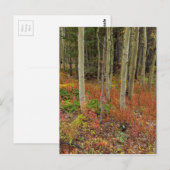 Wilderness Wonderland Postkarte (Vorne/Hinten)