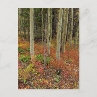 Wilderness Wonderland Postkarte