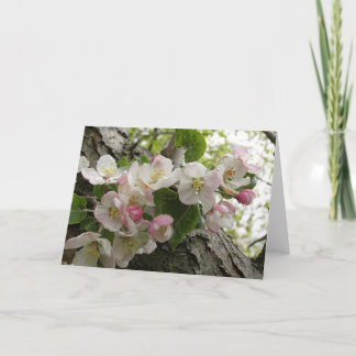 Wildes Apple-Blüten - Gruß-Karte Karte