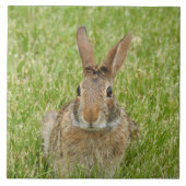 Wildes Bunny Rabbit im Gras Fliese (Vorderseite)