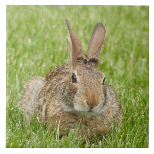 Wildes Bunny Rabbit im Gras Fliese (Vorderseite)