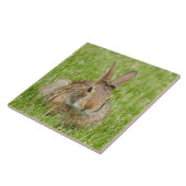 Wildes Bunny Rabbit im Gras Fliese (Seite)