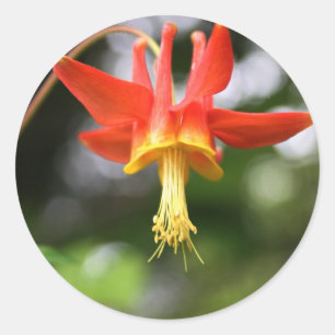 Wildes Columbine Runder Aufkleber