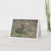 Wildes Kaninchen auf dem Lande Karte (Vorderseite)