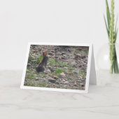 Wildes Kaninchen auf dem Lande Karte (Vorderseite)