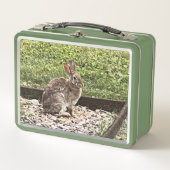 Wildes Kaninchen im Garten, Lunchboxen (Vorderseite)