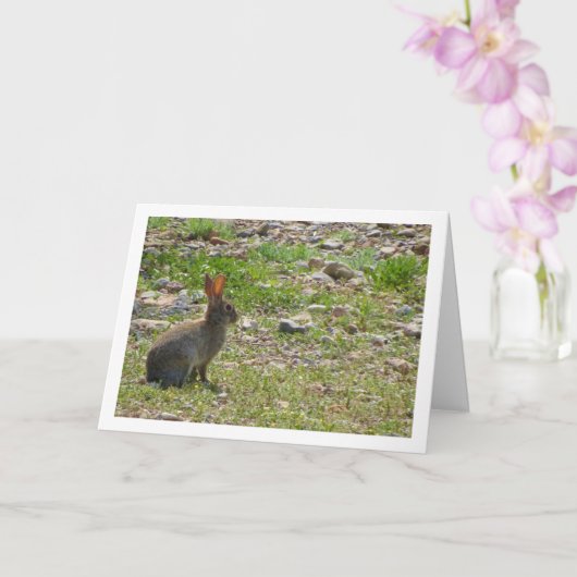Wildes Kaninchen in Canyon Card Karte (Orchidee)