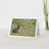 Wildes Kaninchen in Canyon Card Karte (Vorderseite)