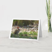 Wildes Kaninchen in Canyon Card Karte (Vorderseite)
