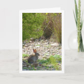 Wildes Kaninchen in Canyon Card Karte (Vorderseite)