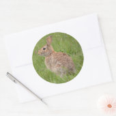 Wildes Kaninchen in meinem Garten Runder Aufkleber (Umschlag)