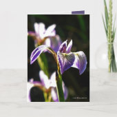 Wildes Lila Karte (Vorderseite)