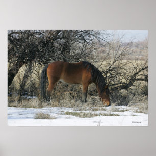 Wildes Mustang-Pferd im Schnee 1 Poster