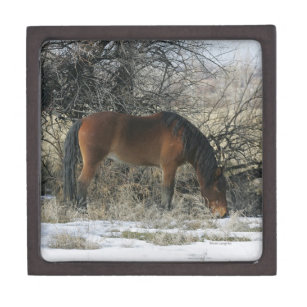 Wildes Mustang-Pferd im Schnee 1 Schmuckkiste