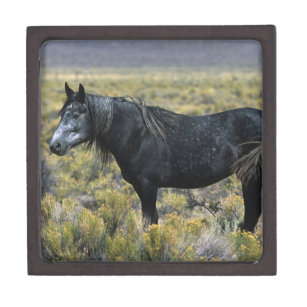 Wildes Mustang-Pferd in der Wüste Kiste