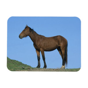 Wildes Mustang-Pferd Magnet