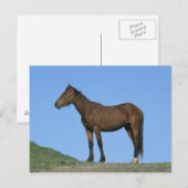 Wildes Mustang-Pferd Postkarte (Vorne/Hinten)