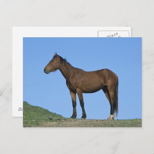 Wildes Mustang-Pferd Postkarte (Vorne/Hinten)