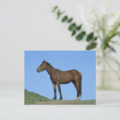 Wildes Mustang-Pferd Postkarte (Stehend Vorderseite)