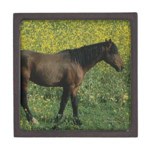 Wildes Mustang-Pferd stehend in den Blumen Kiste