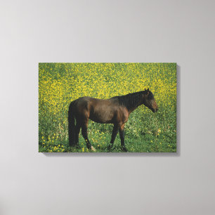 Wildes Mustang-Pferd stehend in den Blumen Leinwanddruck