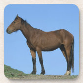 Wildes Mustang-Pferd Untersetzer (Vorderseite)