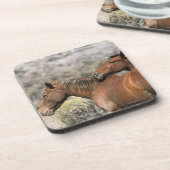 Wildes Mustang-Pferdeberühren Getränkeuntersetzer (Linke Seite)