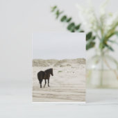 Wildes Pferd am Strand von Corolla Postkarte (Stehend Vorderseite)