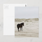 Wildes Pferd am Strand von Corolla Postkarte (Vorne/Hinten)