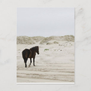 Wildes Pferd am Strand von Corolla Postkarte