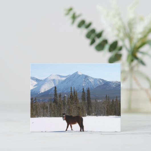 Wildes Pferd auf dem Alaska Highway Postkarte (Stehend Vorderseite)